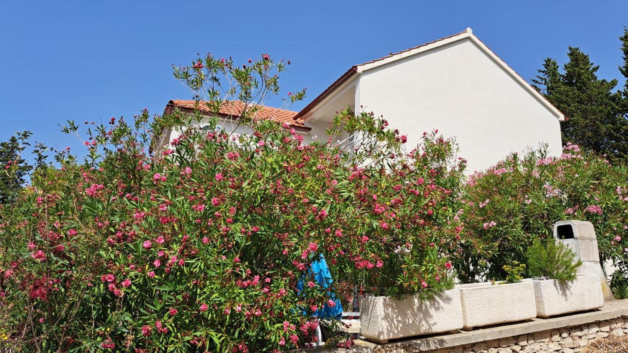 Apartmán Timic *